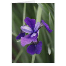 Purple Iris Greeting Cards