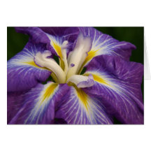 Purple Iris Greeting Cards