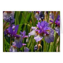 Purple Iris Greeting Cards