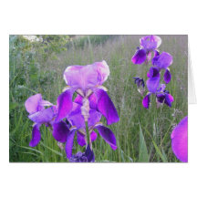Purple Iris in a Field Card