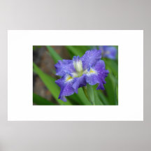 Purple Iris in Morning Dew Posters