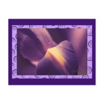 Purple Iris, macro photography, color, templates Postcard