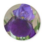 Purple Iris Refrigerator Magnet