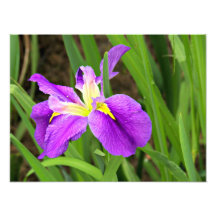 Purple Iris Photo Enlargement
