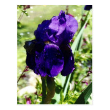 Purple Iris Post Card