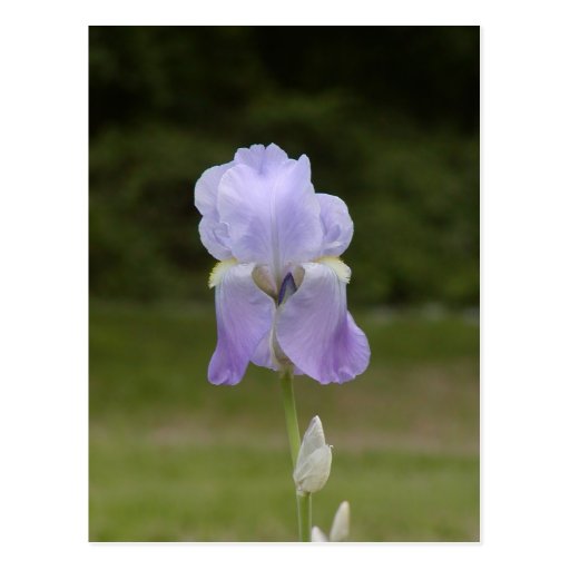 Purple Iris Postcard