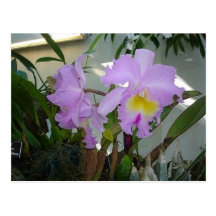Purple Iris Postcards