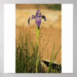 Purple Iris posters