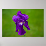 Purple Iris Poster