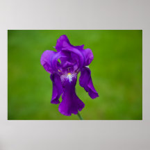 Purple Iris Poster