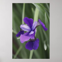 Purple Iris Print