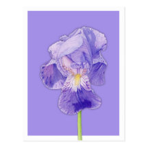 Purple Iris purple Postcard