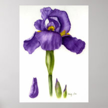 Purple iris Watercolor Print on Canvas