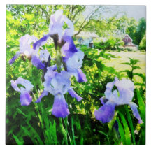 Purple Irises in Suburbs Tiles