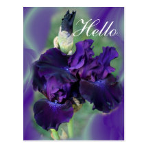 Purple Irises-lvsg Post Cards