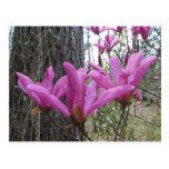 Purple Japnese Magnolia Post Cards