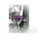 Purple Jay cards