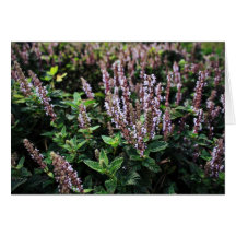 Purple Lavander flowers Greeting Cards