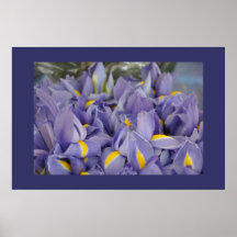 Purple Lavander Iris Flower Poster