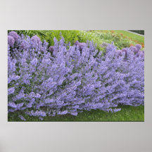 Purple lavander lavender bushes Sweden Print