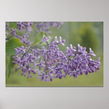 purple lavander lavender poster flower