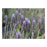 Purple Lavendar Personalized Announcement