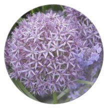 Purple lavender lavander flower floral plate