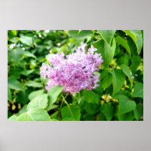 Purple lavender lavander lilac poster