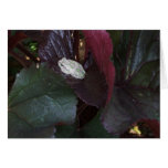 PURPLE LEAF LIGULARIA &  SPOTTED FROG! GARDEN CARD
