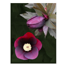 Purple Lenten Roses Postcard