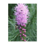 Purple Liatris Postcard