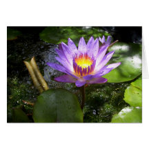 Purple lilly in pond card