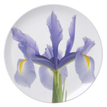 Purple lily flower plate