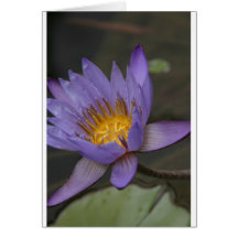 Purple Lily Greeting Cards