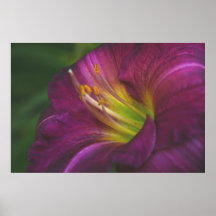 Purple Lily Poster