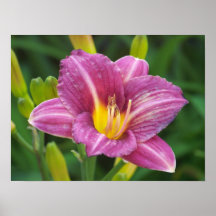 Purple Lily Print