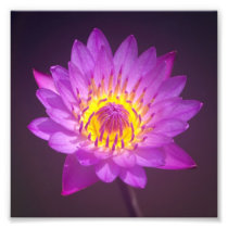 Purple Lotus Flower