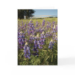Purple Lupin Flowers Card