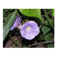 Purple Morning Glory Postcard
