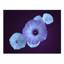Purple Morning Glory Postcard