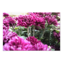 Purple Mums Photographic Print