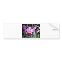 Purple Orchid Bumper Sticker