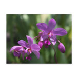 Purple Orchid Flower Postcard