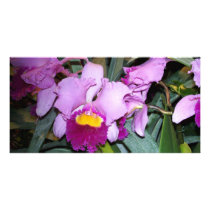 Purple Orchid Photo Cards