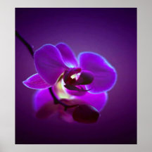 Purple Orchid Poster
