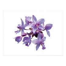 Purple Orchids with Dew Postcards