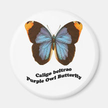 Purple Owl Butterfly Fridge Magnet