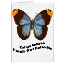 Purple Owl Butterfly Greeting Card
