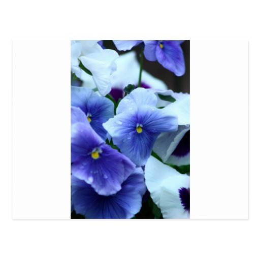Purple Pansey Post Card