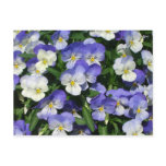Purple Pansies Postcard